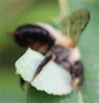 Blattschneiderbiene Megachile beim Anfertigen einer Blattrolle aus dem Blatt eines schmalblättrigen Weidenröschens(Epilobium angustifolium(L.))