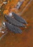 Eier von Stechmücken(Culex(vermutlich pipiens(L. 1758)))