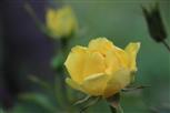 Rose(gelb) 1