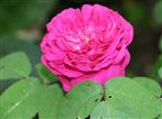 Rotviolette Rosenblüte(Rosa(L.))