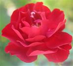 Blüte einer Gartenrose(rot)