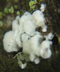 Weißer, kristalliner Schleimpilz(Lycoperdon)