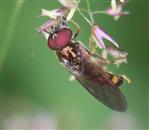 männliche Goldhalsschwebfliege(Meliscaeva auricollis)