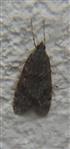 Zünsler(Eudonia truncicolella)