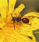 Wespenbiene(Nomada conjungens) beim Blütenbesuch