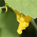 Blüte des Großen Springkrautes(Impatiens noli-tangere(L.))