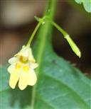 Blüte des Kleinen Springkrautes(Impatiens parviflora(DC.))