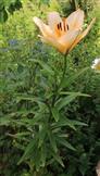 Pensylvanische Lilie(Lilium pensylvanicum)