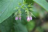 Blüte des Echten Beinwells(Symphytum officinale(L.))
