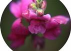 Blüte des Purpurblütigen Leinkrautes(Linaria purpurea(L.))