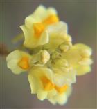 Blüten des Echten Leinkrautes(Linaria vulgaris(Mill.))