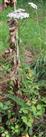 Gemeine Schafgarbe(Achillea millefolium(L.))