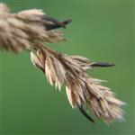 Mutterkorn(Claviceps purpurea) an Grasähre