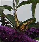 Schwalbenschwanz(Papilio machaon(L. 1758)) 2