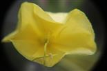 Gemeine Nachtkerze(Oenothera biennis(L.)) 01