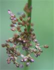Blütenstand(Spirre) der Flatterbinse(Juncus effusus(L.))