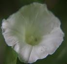Blüte der Echten Zaunwinde(Calystegia sepium(L.) R. Br.)