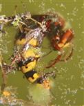 Hornisse(Vespa crabro(L. 1758)) ertrunken