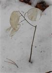 Alte Schötchen des Einjährigen Silberblattes(Lunaria annua(L.)) ohne Samen im Schnee Ende Januar 2017