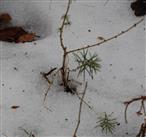 Junge Gewöhnliche Europäische Lärche(Larix decidua(Mill.)) Ende Januar 2017 im Schnee(noch kaum benadelt)