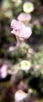 Becherflechte(Cladonia pyxidata(L.)Hoffm.)