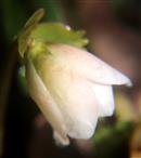 Blüte der Schnee- oder Christrose(Helleborus niger(L. ))