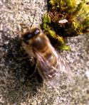 Westliche Honigbiene(Apis mellifera(L. 1758)) bei einer kurzen Rast