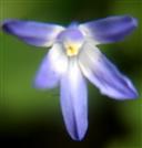 Blüte einer Gewöhnlichen Sternhyazinthe(Chionodoxa luciliae(Boiss.))