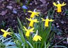 Dieses Jahr blühen die Osterglocken(Narcissus pseudonarcissus(L.)) etwas verfrüht....