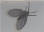 Abortfliege(Psychoda grisescens(Tonnoir 1919))