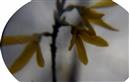 Blüten einer (Garten-)Forsythie(Forsythia x intermedia(Zabel))