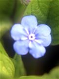 Blüte eines Frühlings-Nabelnüsschen(Omphalodes verna(Moench))