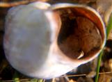Gehäuse einer Weinbergschnecke(Helix pomatia(L.)) mit innenliegendem Operculum(Verschlussdeckel))
