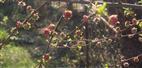 Blütenknospen eines Mandelbäumchens((Prunus dulcis(Mill.) D. A. Webb)