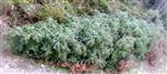 Vielleicht Windwurf eines Wacholders(Juniperus communis(L.))
