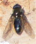 Waffenfliege(Chloromyia formosa(Scopoli 1763))