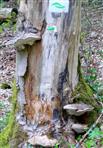 Flacher Lackporling(Ganoderma applanatum) an einem Baumstumpf