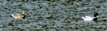 Stockenten(Anas platyrhynchos(L. 1758)) auf dem Lohmühlenweiher