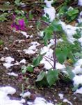 Einjähriges Silberblatt(Lunaria annua(L.)) auch vom Frost gebeugt