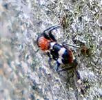 Der Gemeine oder Ameisenbuntkäfer(Thanasimus formicarius(L. 1758))