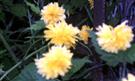 Gefüllte Japanische Kerrie(Kerria japonica 