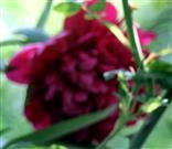 Gefüllte Blüte einer Gemeinen Pfingstrose(Paeonia officinalis(L.))
