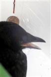 Junge Saatkrähe(Corvus frugilegus(L. 1758)) Fund aus dem Schwarzbachtal 01