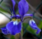 Verschiedenfarbige Schwertlilie(Iris versicolor(L.))