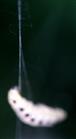Räupchen einer Pfaffenhütchen-Gespinstmotte(Yponomauta cagnagella(Hübner 1813)) sich vom Pfaffenhütchen 