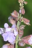 Eine Blüte des Echten Salbeis(Salvia officinalis(L. ))