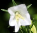 Blüte der Pfirsichblättrigen Glockenblume(Campanula persicifolia(L.))