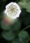 Weiß-Klee(Trifolium repens(L.))
