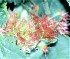 Schlafapfel der Schlafapfel-Gallwespe(Diplolepis rosae(L. 1758))