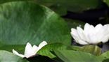 Blüten einer Weißen Seerose(Nymphaea alba(L.))
